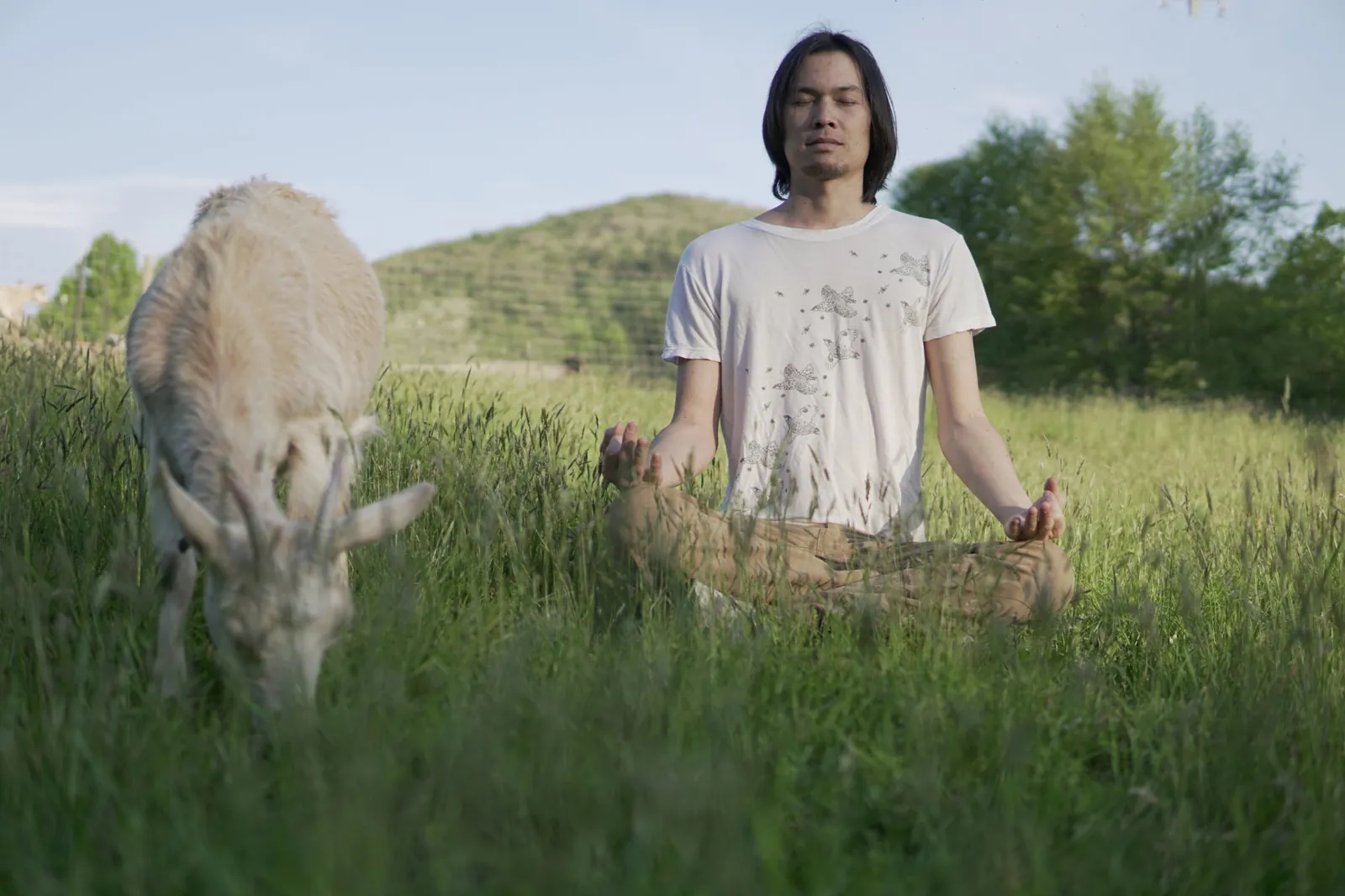 Gene meditating cross-legged in tall grass beside a grazing white goat