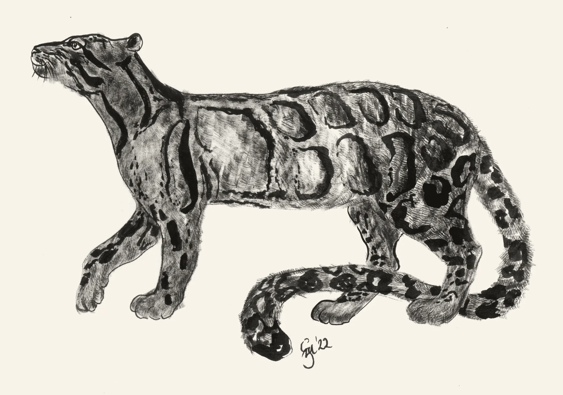 Gene's ink painting of a clouded leopard
