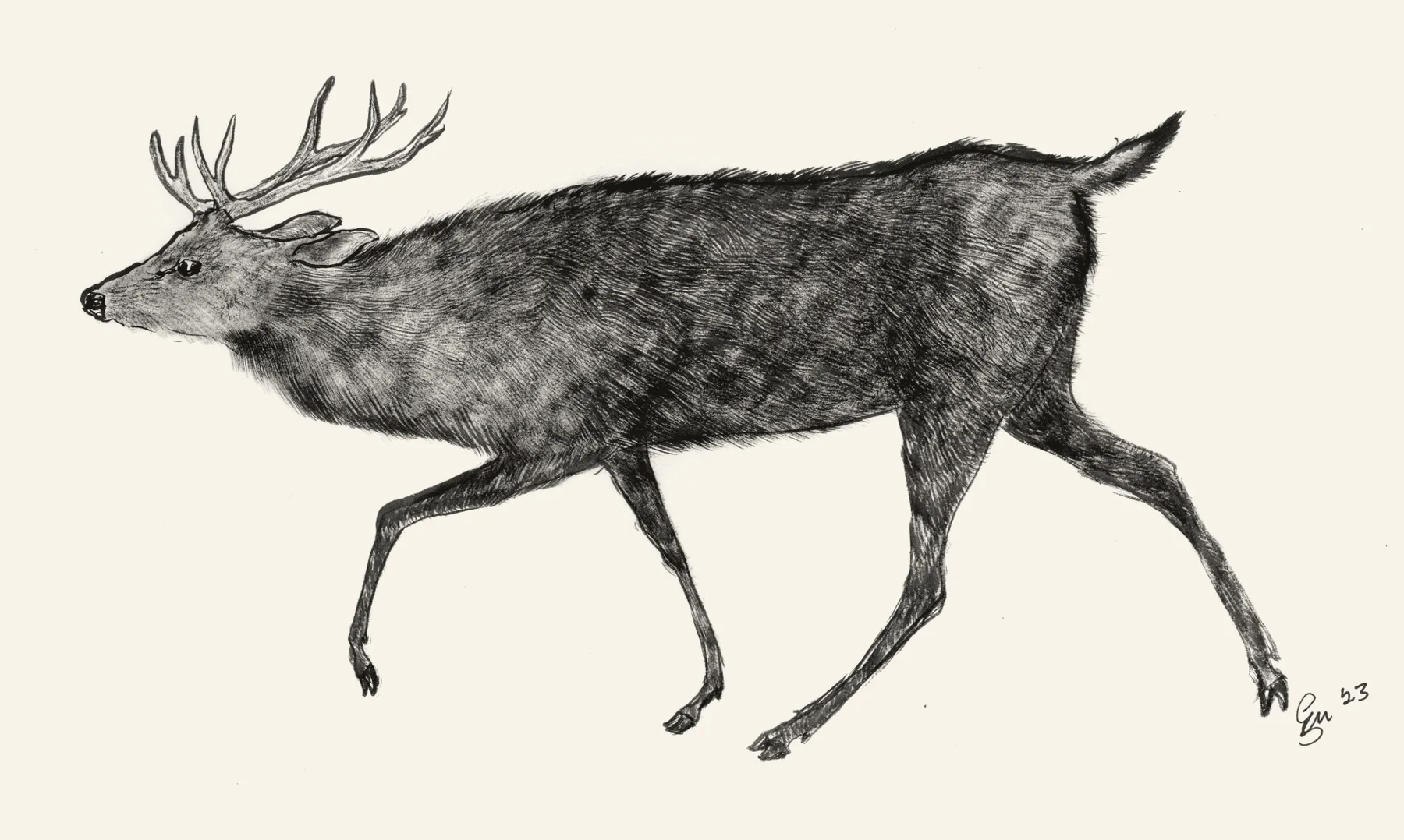 Gene's ink painting of a sambar deer stag