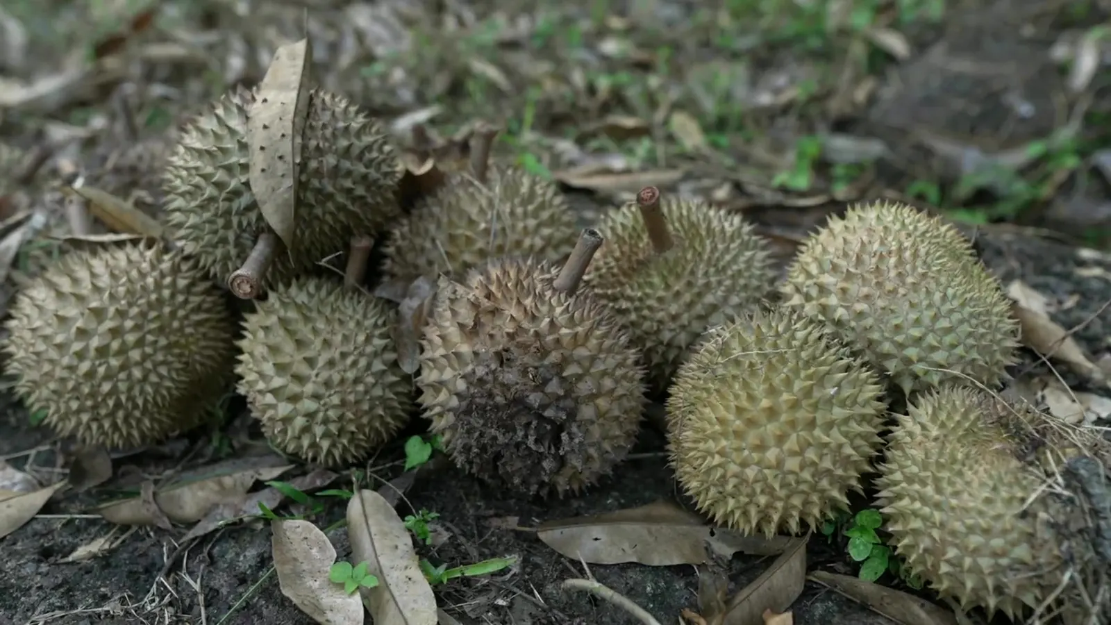 A close view of a pile of freshly fallen durians on the leaf litter