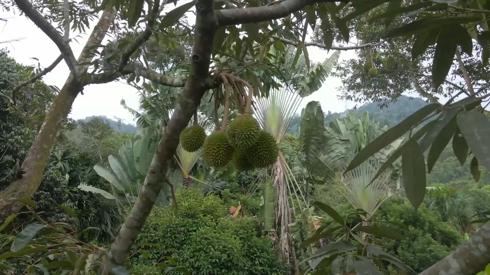Drone rising through the branches to a cluster of durians hanging high in the tree