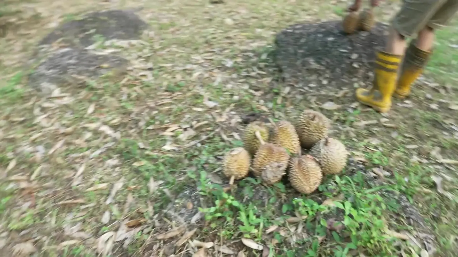 Gene in yellow boots gathering fallen durians into a pile on a leafy mound