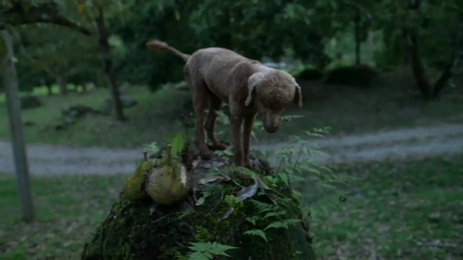 A curly brown dog standing on a mossy mound beside a fallen durian