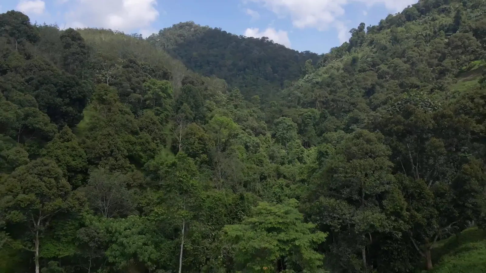 Drone pulling back over the forest canopy to reveal the green hills around the farm