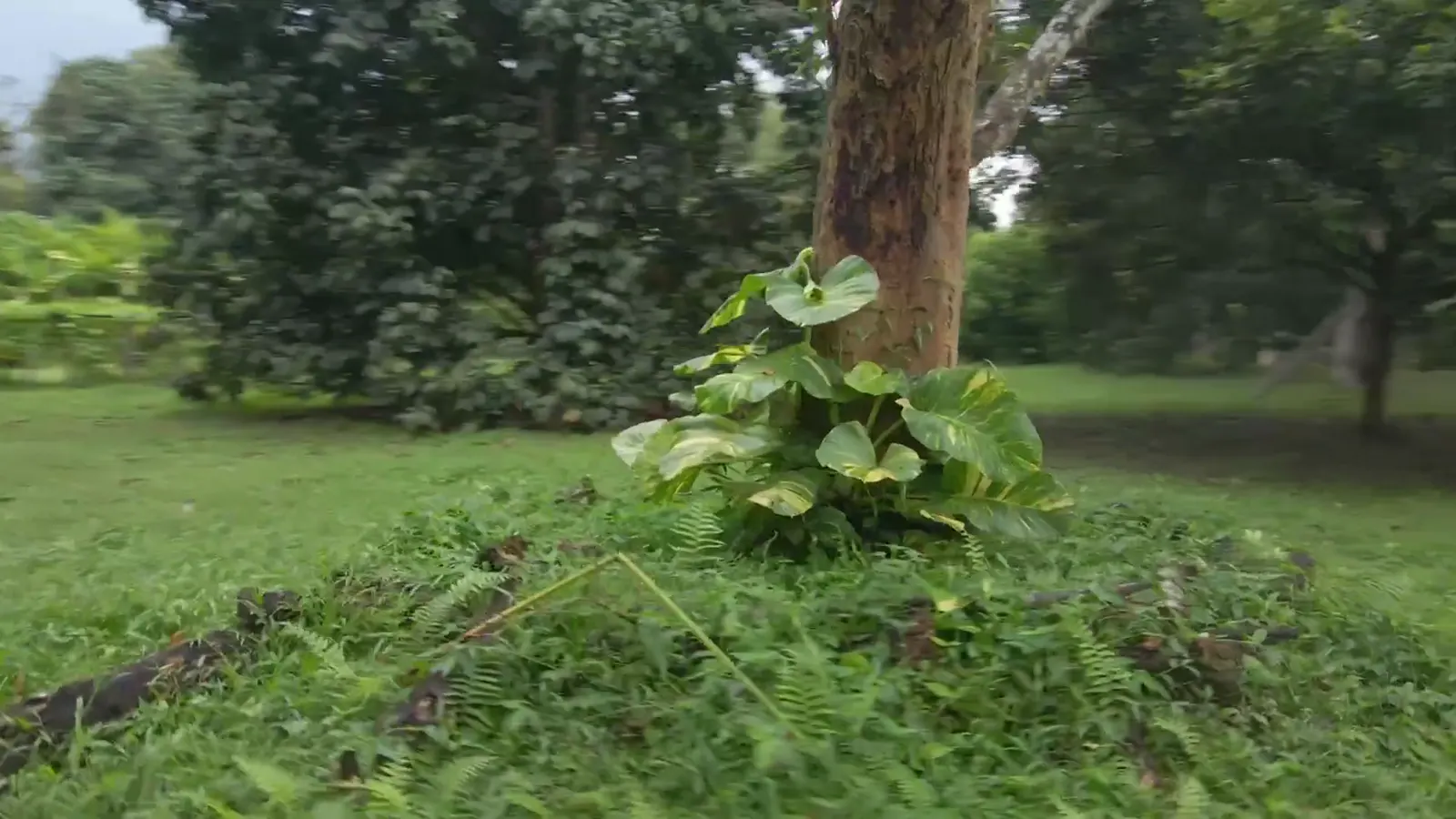 Drone circling up around an orchard tree, then looking straight down on the jungle canopy