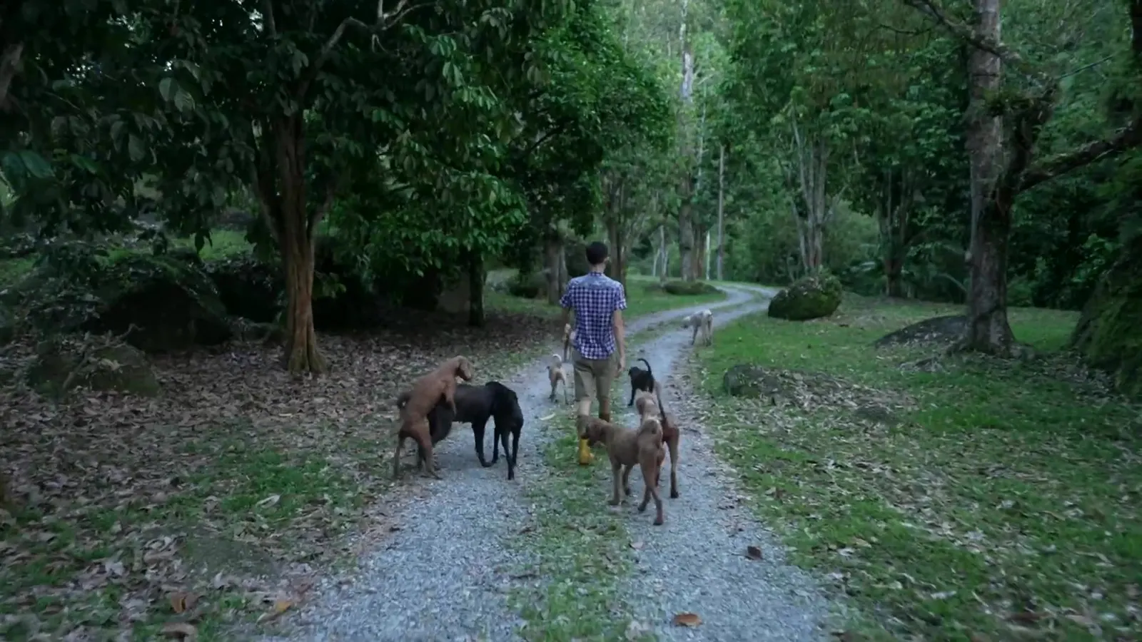 Gene walking away down a gravel lane through the orchard at dusk, followed by his dogs