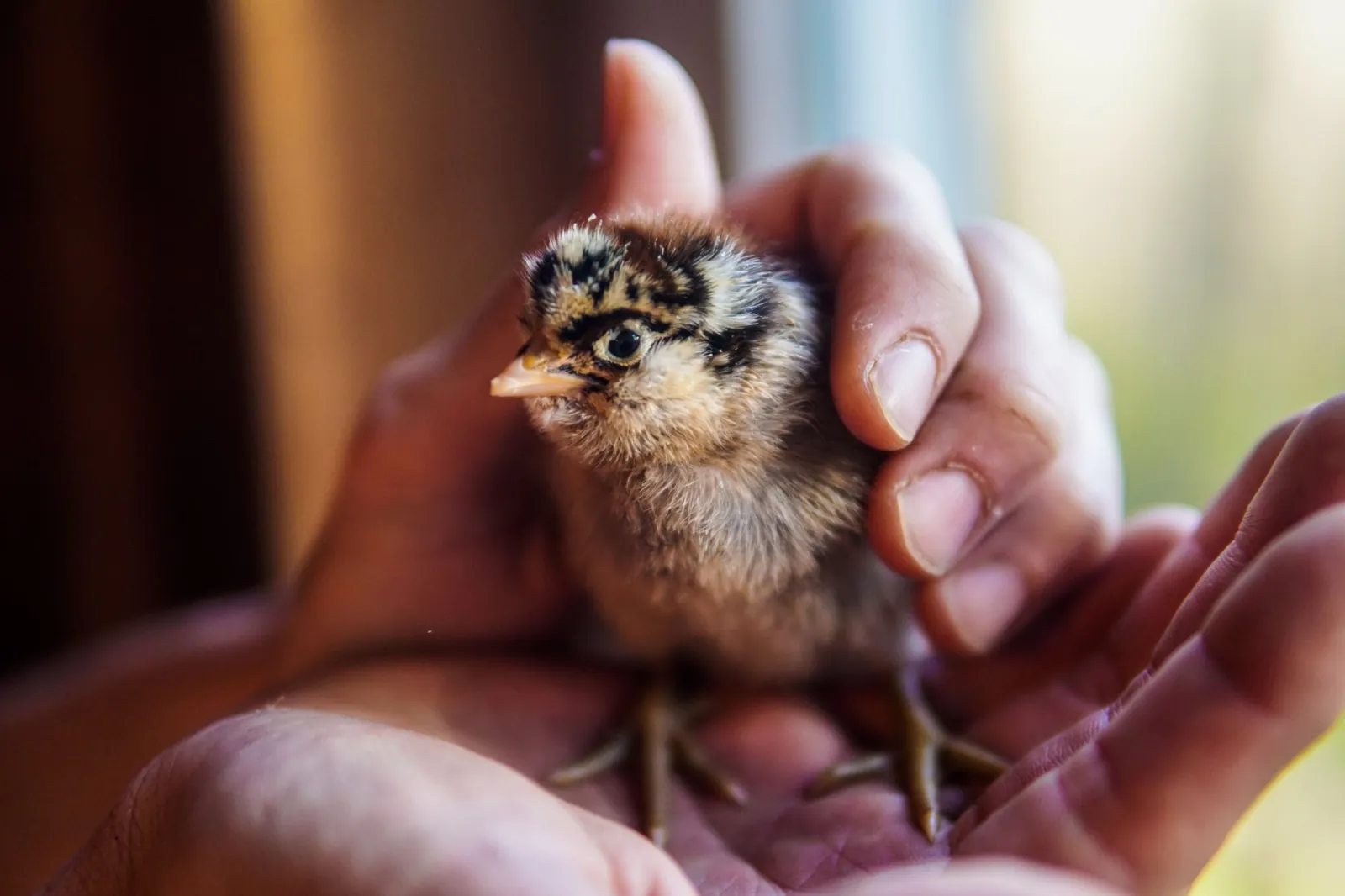 A striped chick cupped in a pair of hands
