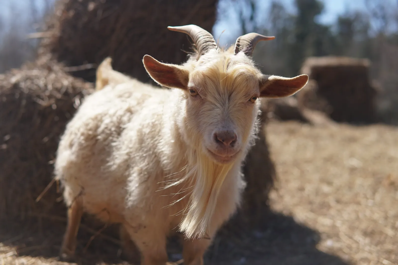 A cream goat with a long beard and curved horns in front of hay bales