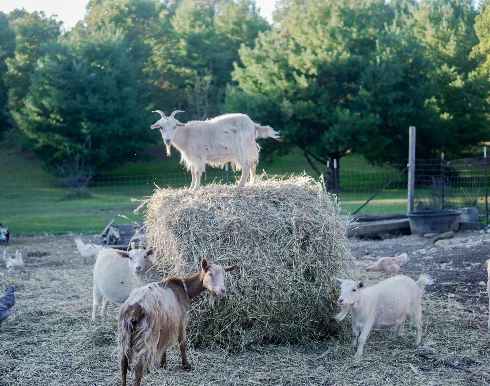 A white goat standing on top of a round hay bale while other goats and chickens feed around it