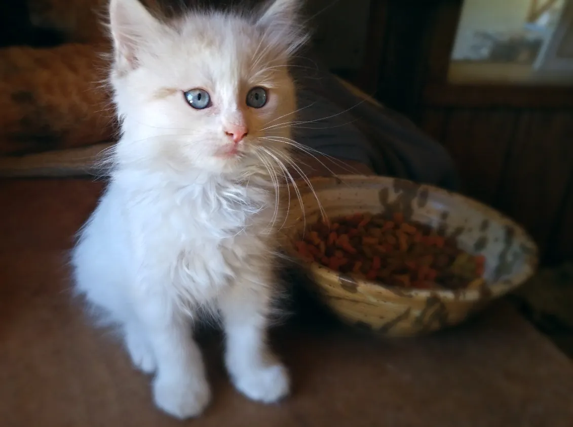 A fluffy white kitten with blue eyes beside a food bowl