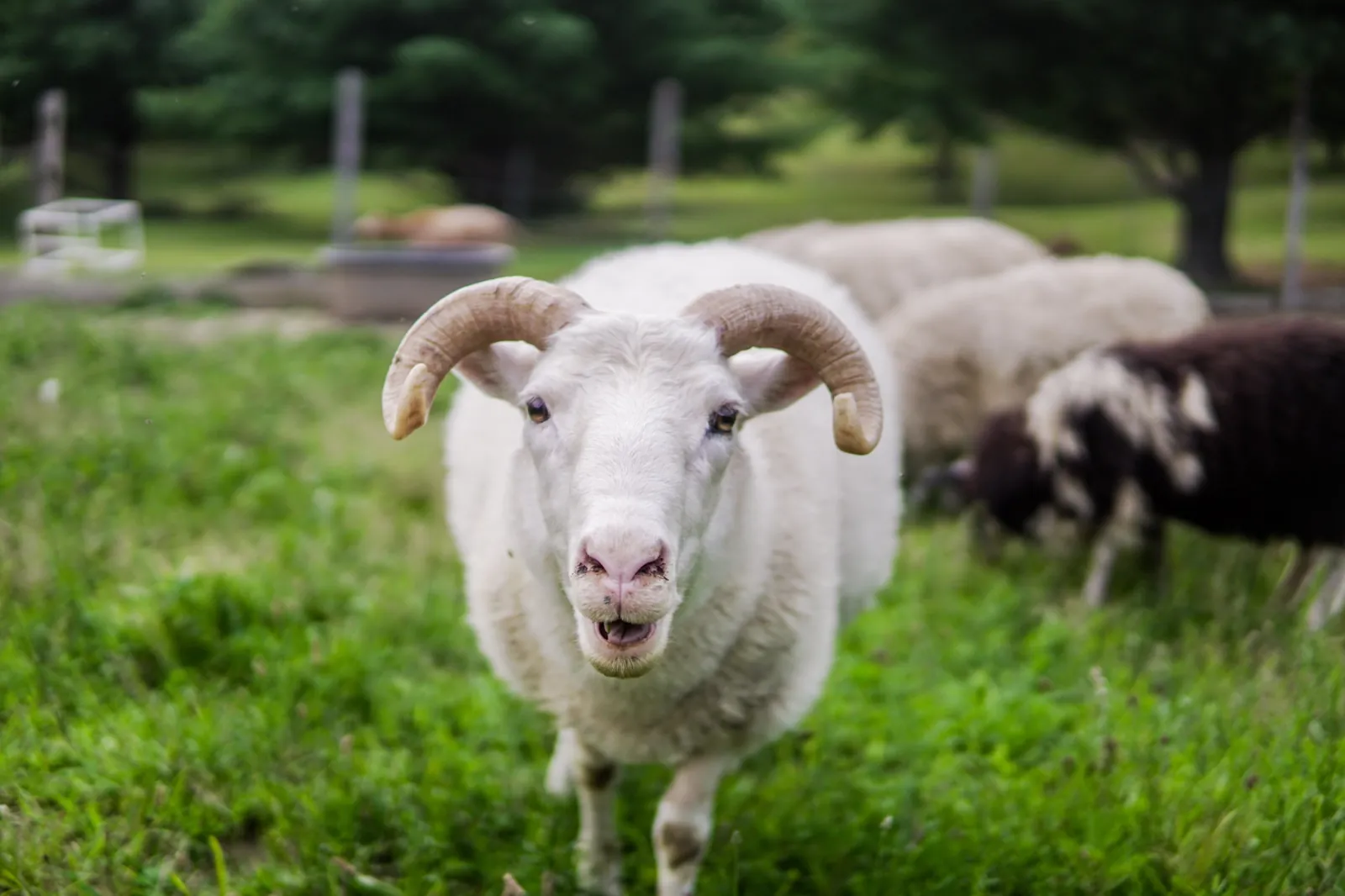 A white horned ram looking straight at the camera in a green pasture