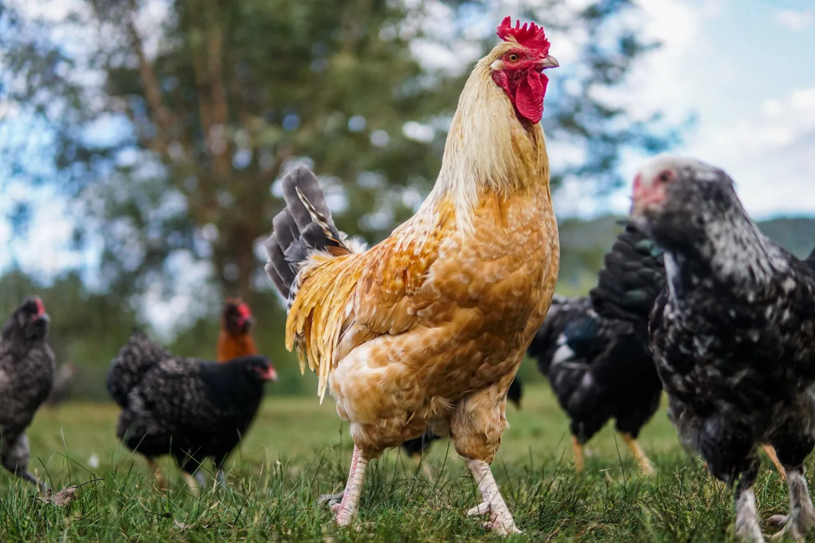 A golden rooster standing among black speckled hens in the grass